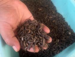Inovasi Hijau: Budidaya Maggot Bantu Atasi Sampah dan Tambah Penghasilan