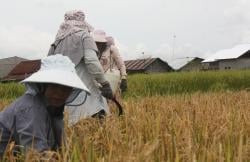 Perempuan Pemotong Padi 'Munoleng Rom' Jadi Tulang Punggung Masa Panen di Tengah Teriknya Matahari