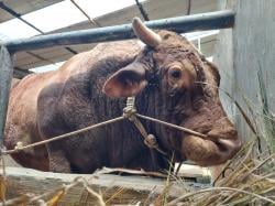 Sapi Jumbo Bandung Barat Dipilih Prabowo untuk Kurban Idul Adha 2025