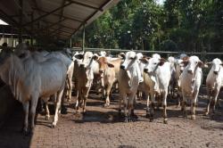 Kebutuhan Hewan Kurban di Lebak Capai 6.560 Ekor