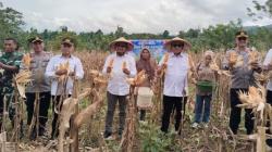 Panen Raya Jagung, Upaya Pemda Butur Wujudkan Ketahanan Pangan Asta Cita Presiden Prabowo