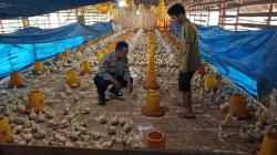 Dukung Ketahanan Pangan, Bhabinkamtibmas Kumai Sambangi Peternak Ayam 