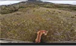 Harimau Sumatera “Senja” Kembali ke Alam Liar, Dilepasliarkan di Taman Nasional Gunung Leuser 