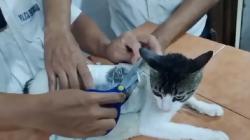 Kucing Bercak Abu-Abu Bikin Geger, Ternyata Bawa Paket Ganja dan Heroin ke dalam Penjara