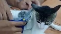 Kucing Digunakan Selundupkan Narkoba ke Penjara, Petugas Gagalkan Aksi Tak Terduga
