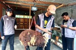 Menjelang Idul Adha Peternak Doka di Lampung Raup Keuntungan dari Program Tebar Hewan Kurban