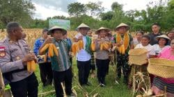Program Tanam Sejuta Hektar Jagung di TTU Berhasil, Wagub NTT Turun Panen Perdana di Letneo