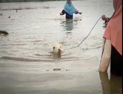 Puluhan Kambing Kurban Nyaris Hanyut Banjir Bengawan Solo di Gresik