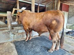 Sapi Kurban Presiden Prabowo Berbobot 1,132 Ton dari Peternak Lokal Karanganyar