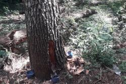 PSI Kritisi Penyadapan Pinus Diduga Ilegal di Kawasan Ciremai