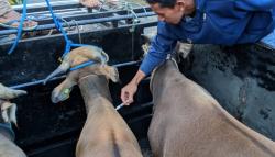 Ribuan Sapi Kurban Diperiksa DPKH Sinjai, 986 Ekor Dikirim ke Kalimantan Jelang Idul Adha