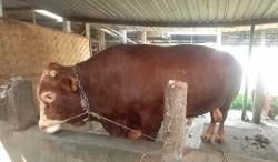 Begini Penampakan Sapi Kurban Jumbo Berat 1 Ton Milik Presiden Prabowo
