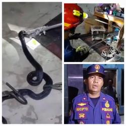 Petugas Damkar Palangka Raya Evakuasi Ular Cobra Masuk Dapur Rumah Warga