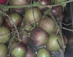 Leci? Rambutan? Bukan! Ini Buah Ajaib dari Papua dengan Segudang Manfaat