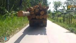 Viral Video Truk Bermuatan Kayu Jati Yang Diduga Ilegal, Seperti Ini Klarifikasi Perhutani Purwodadi