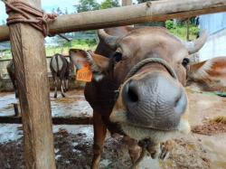 Permintaan Sapi Qurban di Sinjai Melejit Jelang Idul Adha 1446 H, Harga Tembus Rp54 Juta