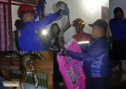 Ular Piton 3 Meter Ditemukan di Atas Plafon Kos Putri di Palangka Raya