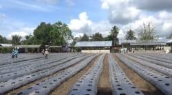 Kebun Harapan Kelompok Tani Sehati Banopo Diterjang Banjir, Uluran Donatur Jadi Penyelamat