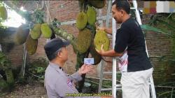 Warga Plupuh Sragen Juara Lomba Pekarangan Pangan Bergizi, Wakili Kabupaten ke Tingkat Provinsi