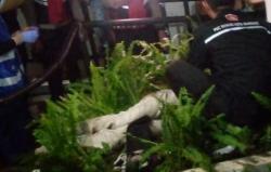 1 Bobotoh Tewas Jatuh dari Flyover Pasupati saat Rayakan Persib Juara