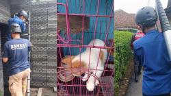 Drama Si Manis di Balik Tembok: Kucing Kabur Seharian, Damkar Kota Tasikmalaya Turun Tangan
