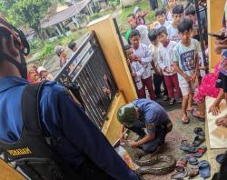 Petugas Damkar Evakuasi Ular Sanca 3 Meter dari Lubang Kloset