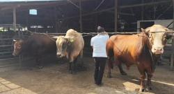 3 Sapi Jumbo dari Binjai Kembali Jadi Pilihan Kurban Presiden Prabowo Subianto