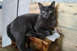 Ras Asli Indonesia dari Pulau Raas Madura, ini Fakta Kucing Busok yang Eksotis