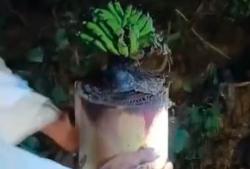 Viral! Pohon Pisang dari Bantalan Jenazah Tumbuh dan Berbuah, Warga Heboh