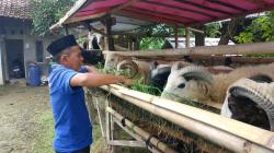 Penjual Hewan Kurban di Indramayu Mengeluh Sepi Pembeli, Sebut Faktor Efisiensi Jadi Penyebabnya