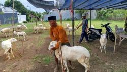 Harga Kambing Jelang Idul Adha Masih Lesu, Pedagang Musiman di Probolinggo Harap Cuan Tipis