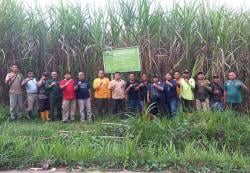 Optimalisasi Agroforestry, SDH Perhutani Divre Jateng Cek Kondisi Tanaman Tebu KPH Purwodadi