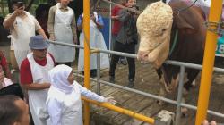 Gubernur Khofifah Tinjau Peternakan di Mojokerto, Sapi Kurban Presiden Prabowo Jadi Sorotan