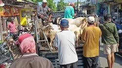 Jelang Idul Adha 2025, Harga Kambing di Tuban Mengalami Kenaikan