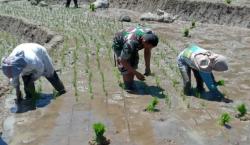 Babinsa Ajak Petani Manfaatkan Lahan Tidur, Jamin Pembelian Hasil Panen oleh Bulog