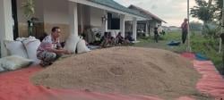 Tingkatkan pH Tanah Sawah, UPTD Pertanian Rawamerta Uji Coba Pupuk Organik