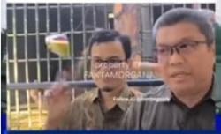 Viral Orangutan Lempar Semangka ke Narasumber saat Wawancara, Kok Bisa?