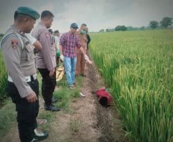 Lagi, Jebakan Tikus Listrik Telan Korban Jiwa di Gresik