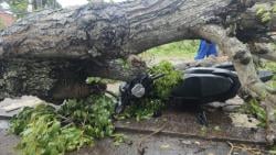 Pengendara Motor di Pasuruan Tertimpa Pohon Tumbang, Korban Selamat