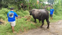 Sapi  
