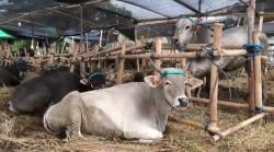Lapak Sapi Kurban di Tangerang Diserbu Pembeli, Diskon hingga Bonus Alat Dapur
