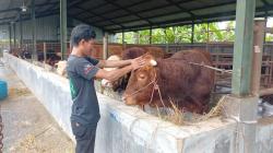 Idul Adha 1446 H, Penjual Sapi Kurban di Kawalu Tasikmalaya Alami Penurunan Pesanan hingga 30 Persen