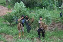 Korem 011/Lilawangsa Musnahkan 4 Hektar Ladang Ganja di Aceh Utara