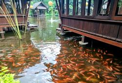 Melihat Lebih Dekat Restoran Bernuansa Alam di Tangsel dengan Hidangan Khas Nusantara
