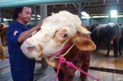 Melihat Si Gemoy Sapi Kurban Presiden Prabowo Dari Lumajang, Berbobot 900 Kilogram
