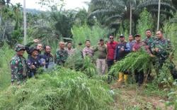 Fakta Kasus Mariyuana di Aceh Diduga Meningkat, TNI Temukan Sejumlah Titik Lokasi Ladang Ganja