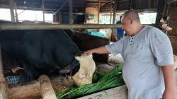 Sapi Belgian Blue Asal Lamongan Dibeli Presiden Prabowo untuk Kurban, Ini Cerita Sang Peternak