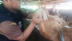 Jelang Idul Adha, Dinas Peternakan Pastikan Hewan Kurban di Kota Serang Bebas Penyakit