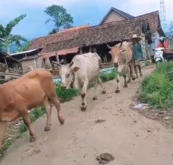 Desa Curah Temu Probolinggo: Sentra Pertanian dan Peternakan Sapi