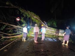 Pohon Raksasa Tumbang! Jalan Trans Sulawesi Lumpuh Total di Majene